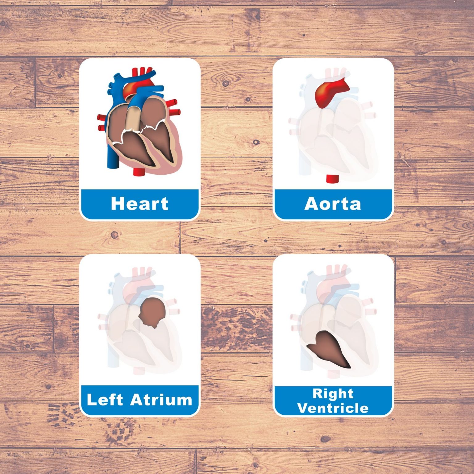 HUMAN HEART Flash Cards Montessori Educational Learning Three