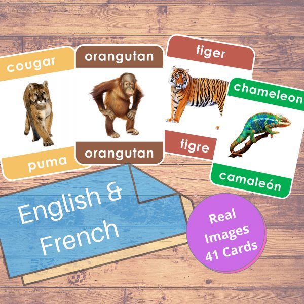 WILD ANIMALS (Real Pictures) - Flashcards | Montessori | Educational