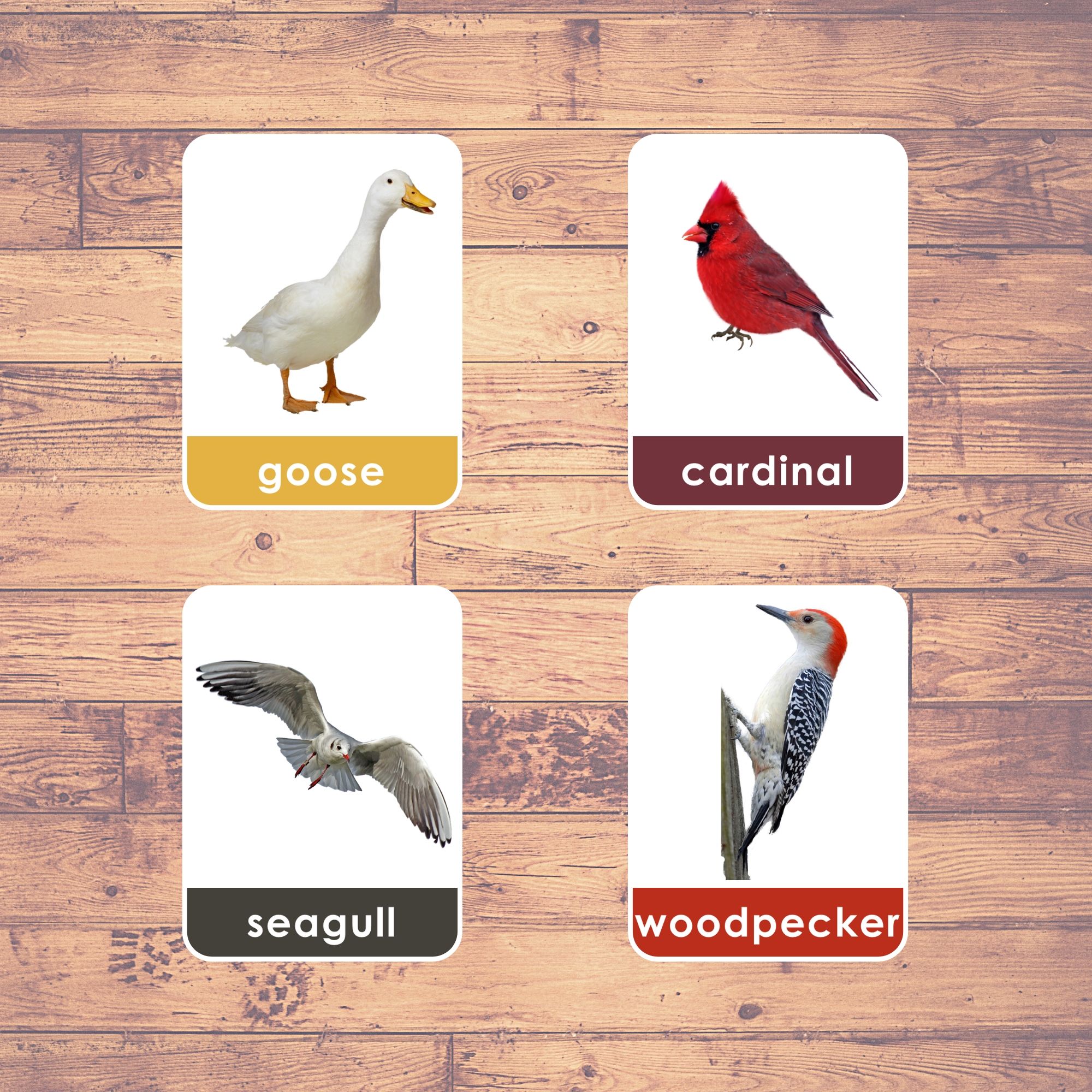 birds-real-pictures-flashcards-montessori-educational