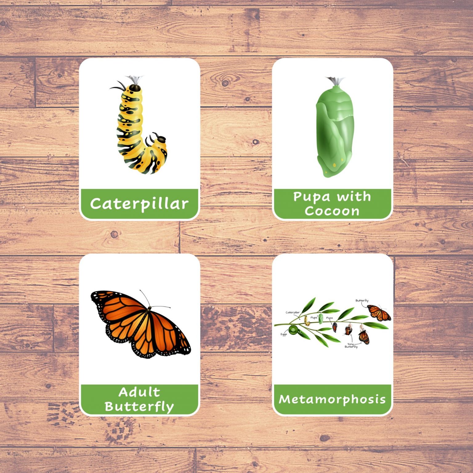 butterfly-life-cycle-flash-cards-montessori-educational