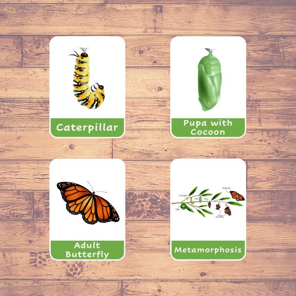 butterfly-life-cycle-flash-cards-montessori-educational-learning-8-cards-lifelolo