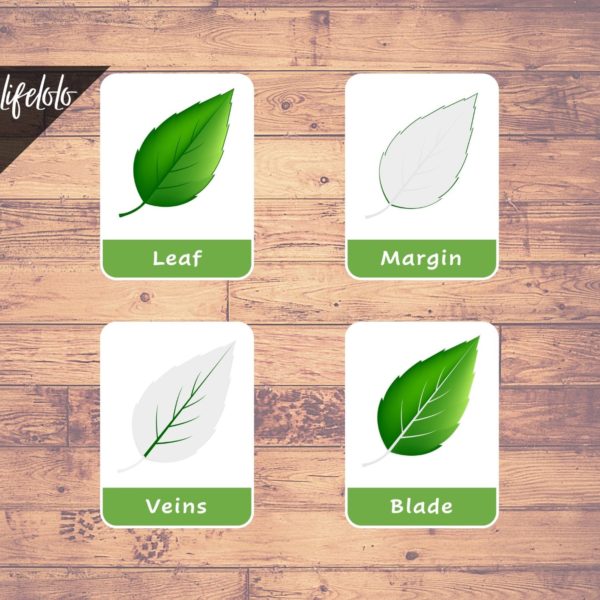 leaf laminated flash cards