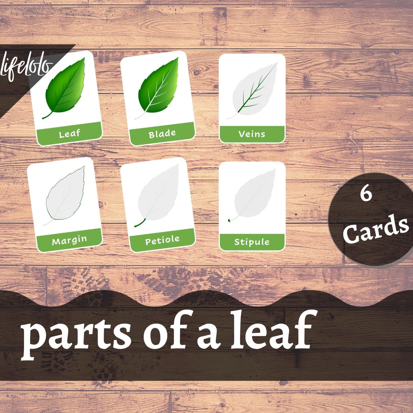 PARTS OF A LEAF - 6 Flash Cards | Montessori Materials | Educational ...