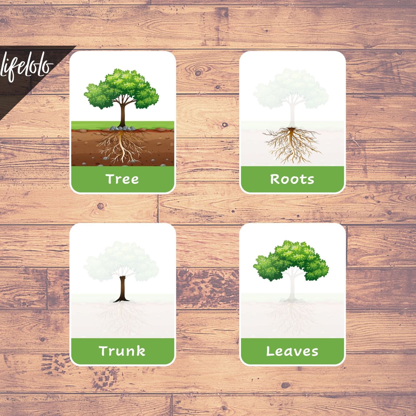 PARTS OF A TREE 6 Flash Cards Montessori Materials Educational 