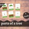 part o a tree flash cards