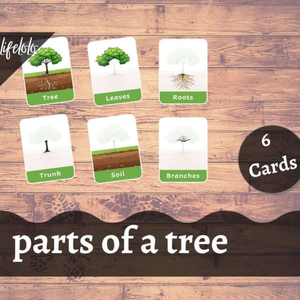 part o a tree flash cards