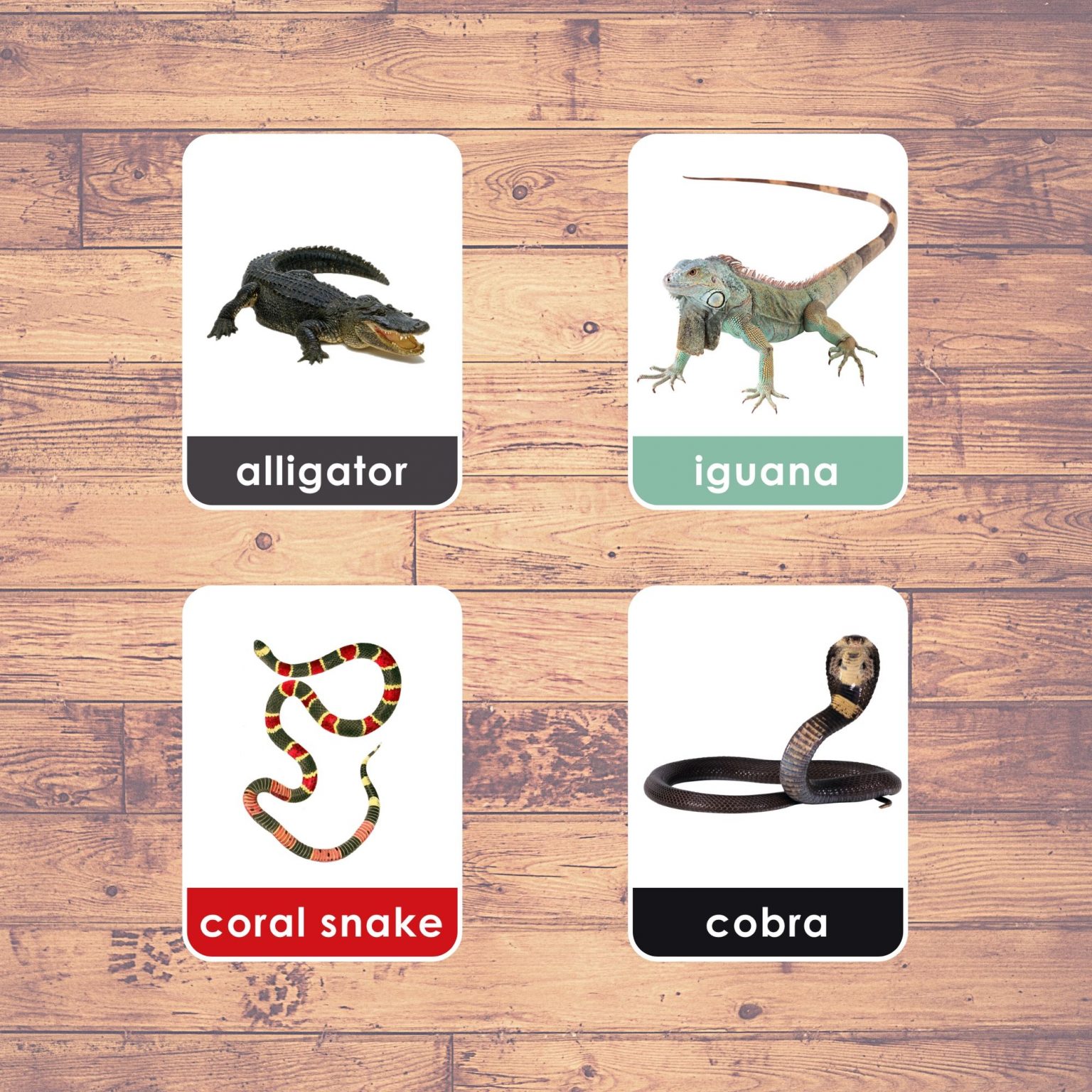 reptiles-flashcards-montessori-educational-learning-20-cards
