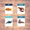 sea animals flashcards