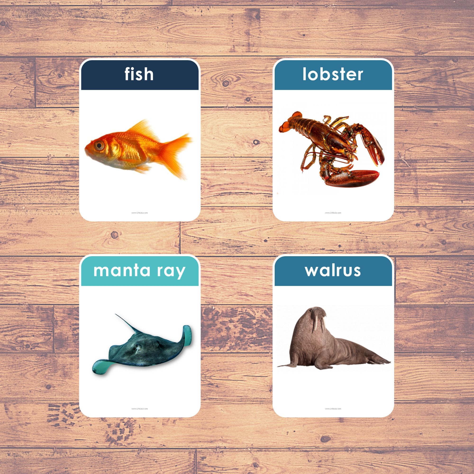 SEA ANIMALS (Real Pictures) - Flash Cards | Montessori | Educational