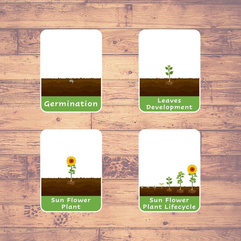 SUNFLOWER LIFE CYCLE - Flash Cards | Montessori | Educational ...