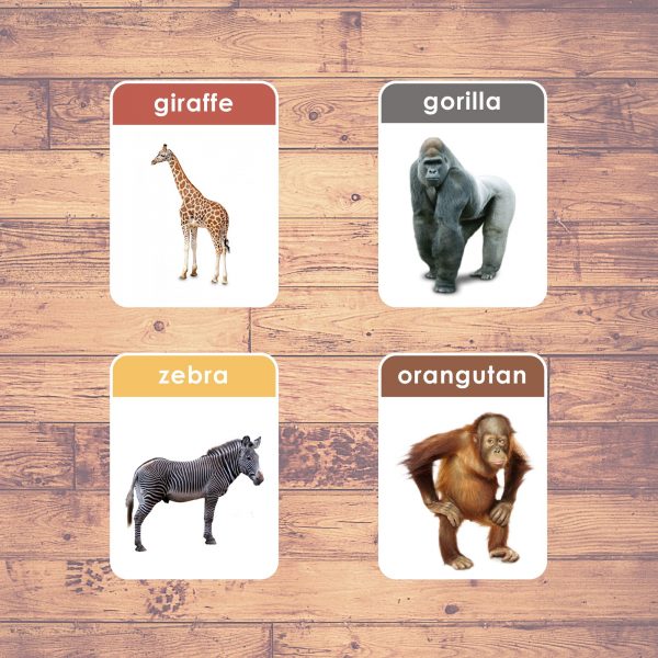 wild animals flashcards