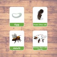 HONEY BEE LIFE CYCLE - Flash Cards | Montessori | Educational ...