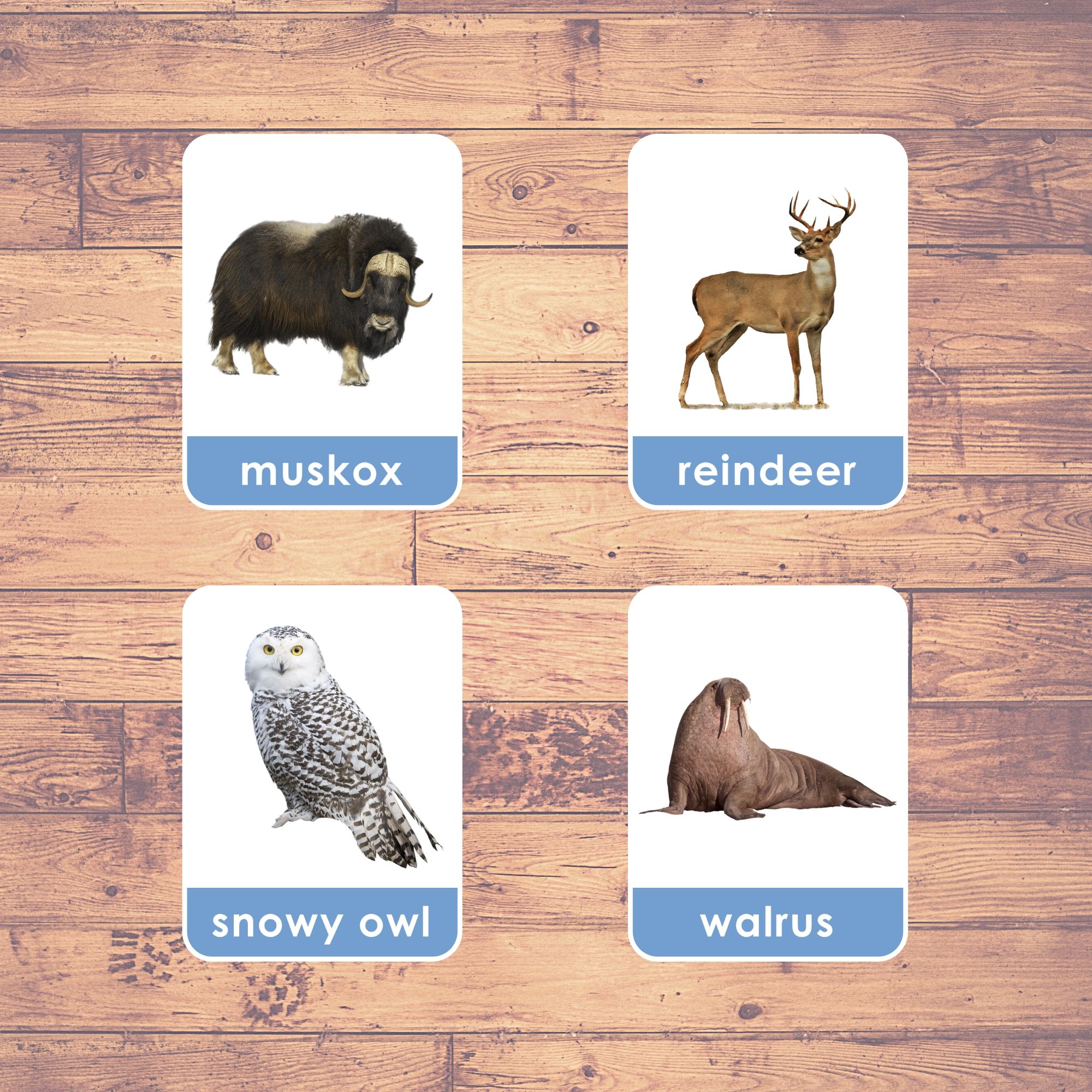 ARCTIC ANIMALS - Flashcards | Montessori | Educational | Learning
