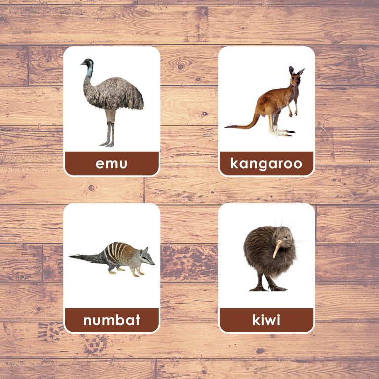 AUSTRALIA ANIMALS Flashcards Montessori Educational Learning