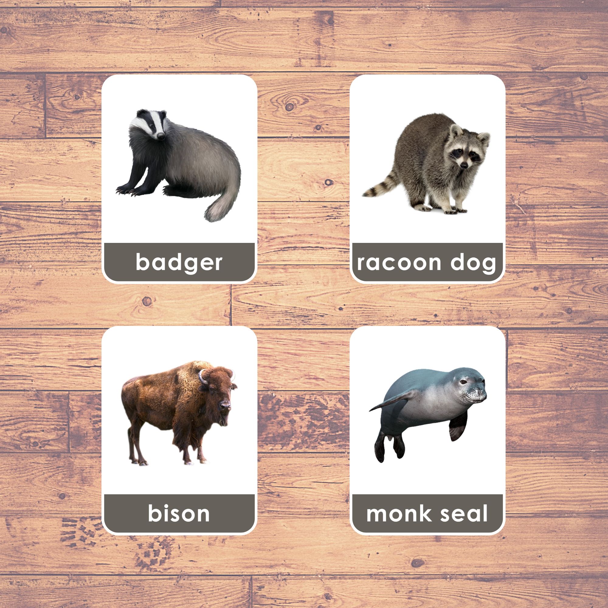 EUROPE ANIMALS - Flashcards | Montessori | Educational | Learning ...