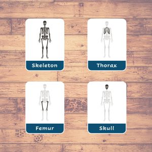 human bones flash cards