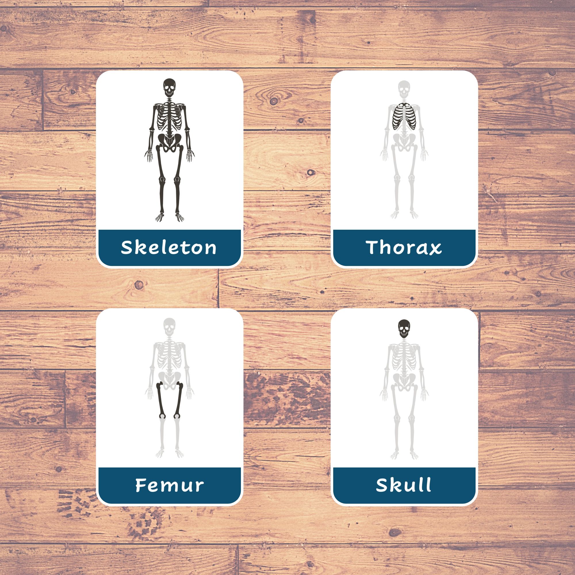 Human Bones - Flashcards | Home Schooling | Montessori | Educational