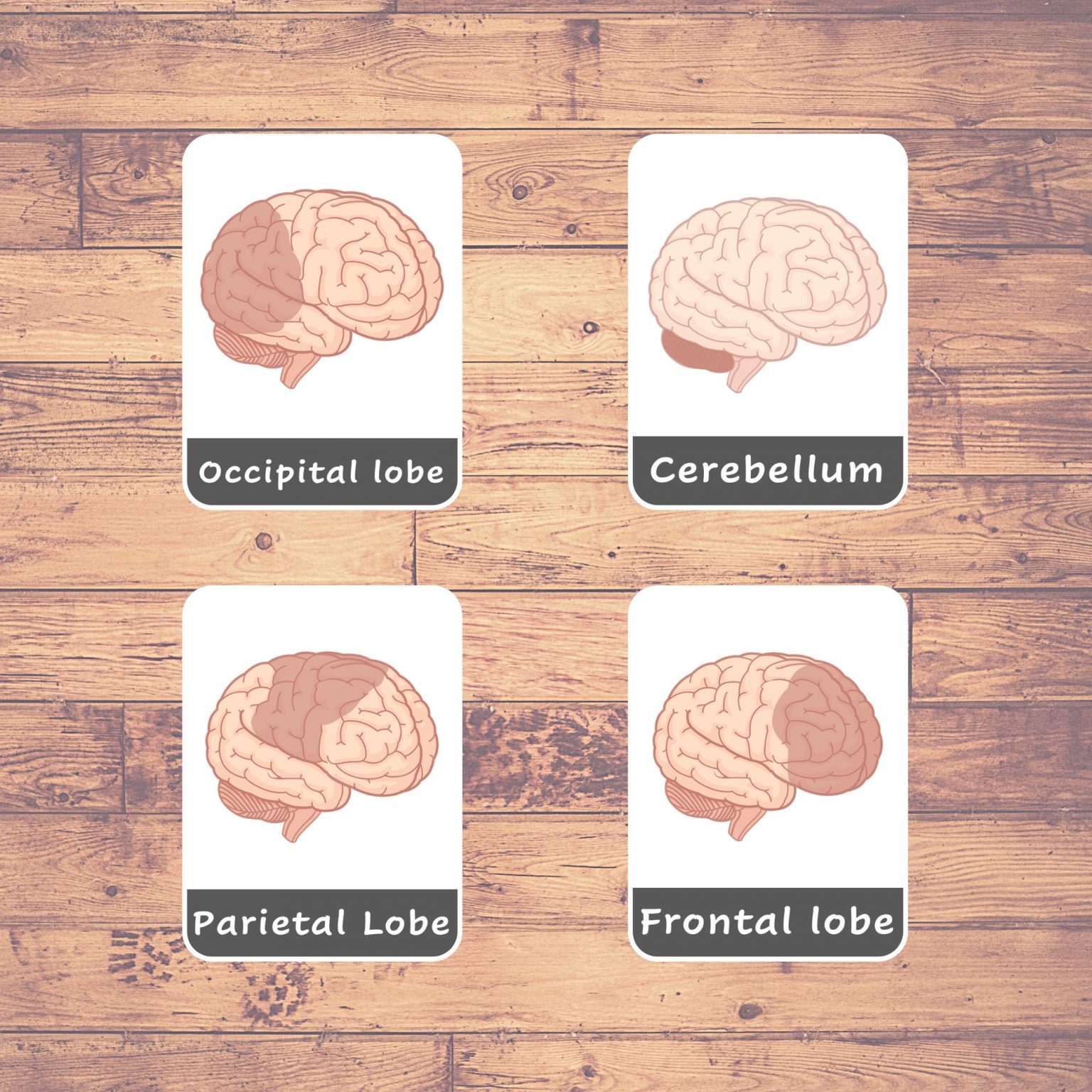 HUMAN BRAIN - Flash Cards | Montessori | Educational | Learning | Three ...