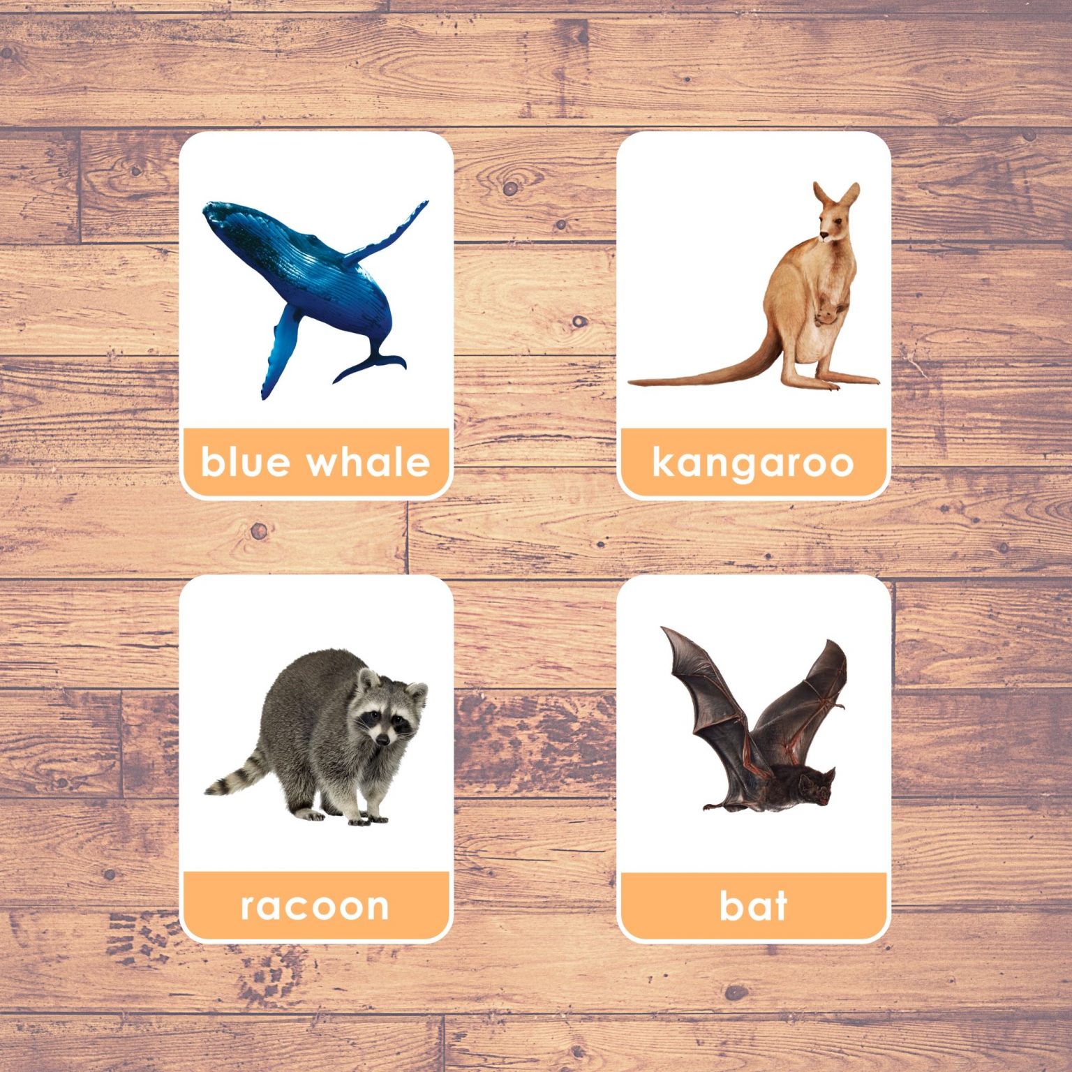 MAMMAL ANIMALS Flashcards Montessori Educational Learning