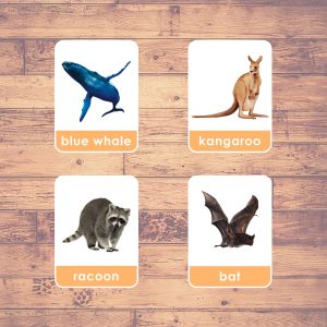 mammals flash cards