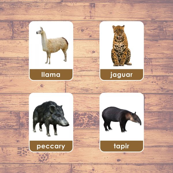 south-america-animals-flashcards-montessori-educational