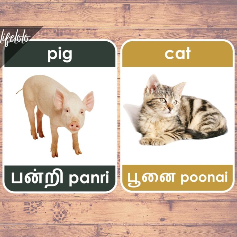 Farm Animals TAMIL Flash Cards | Bilingual Homeschool Printable | Tamil