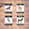 farm animals in telugu