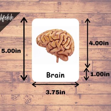 HUMAN ORGANS (Realistic Pictures) - 16 Flash Cards | Montessori ...