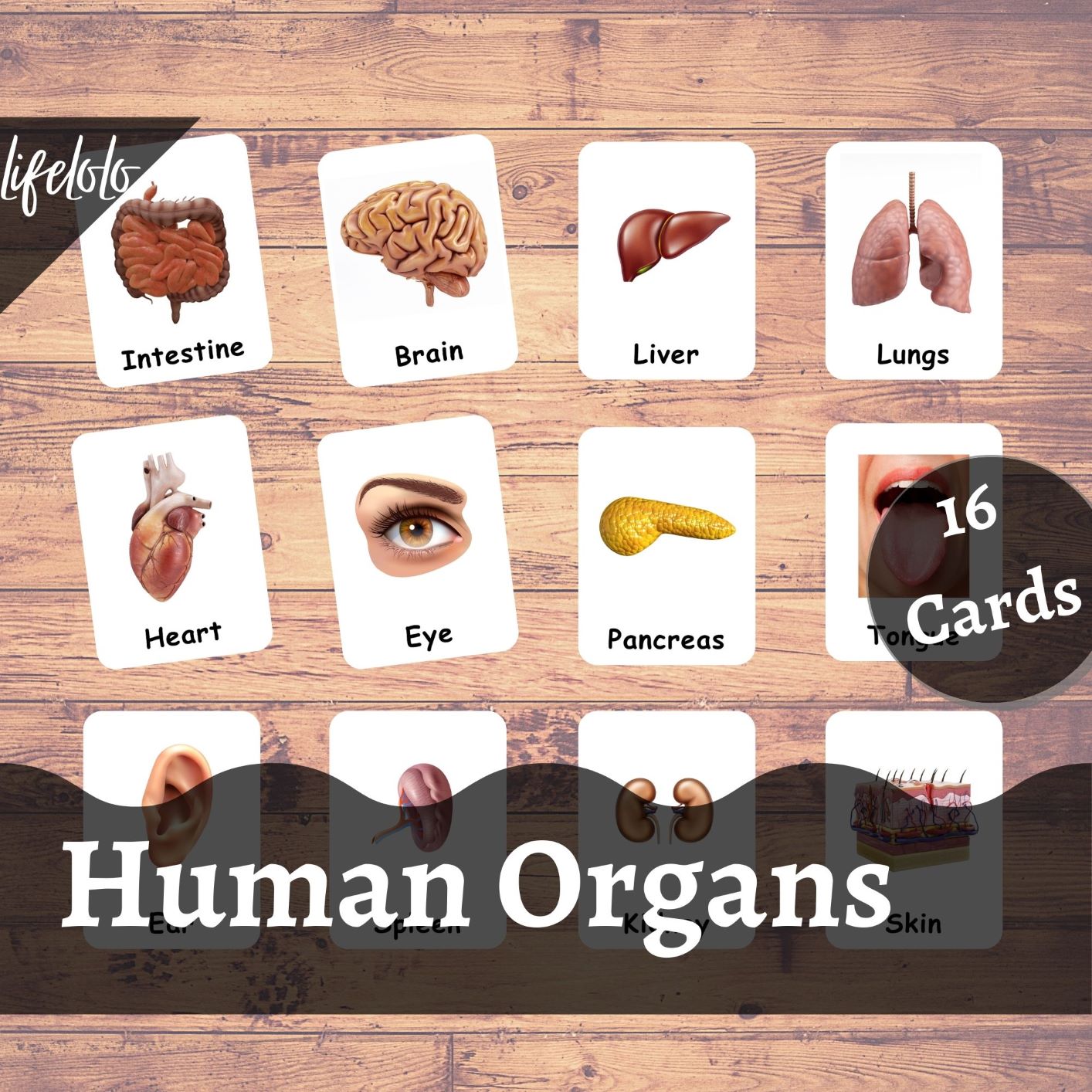 HUMAN ORGANS (Realistic Pictures) - 16 Flash Cards | Montessori