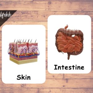 HUMAN ORGANS (Realistic Pictures) - 16 Flash Cards | Montessori ...