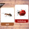 bugs flashcards