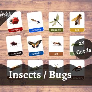 insects flash cards